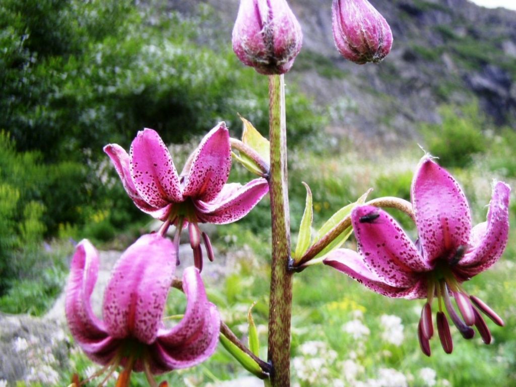 Fleur rare et protégée le Lis Martagon