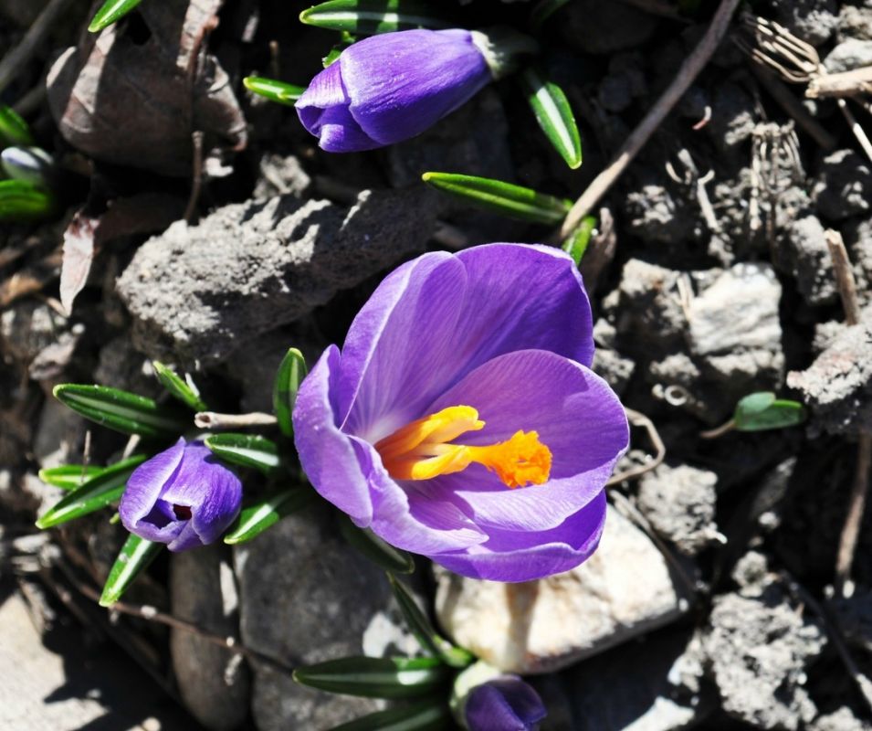 Fin de l'hiver