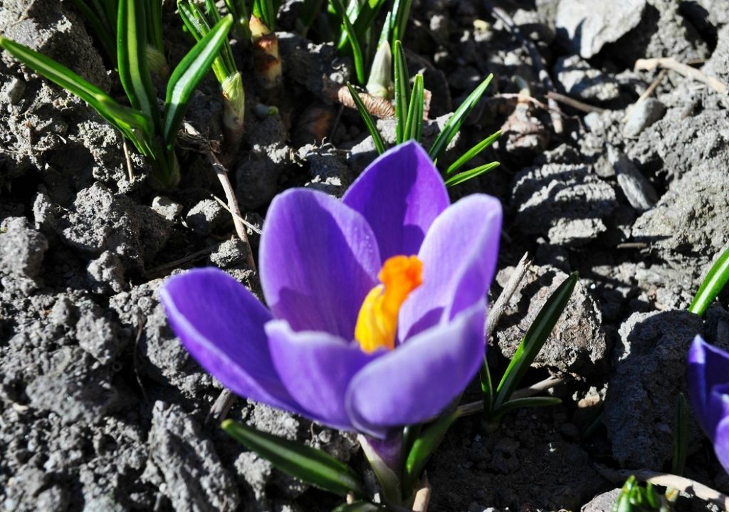 Fin de l'hiver