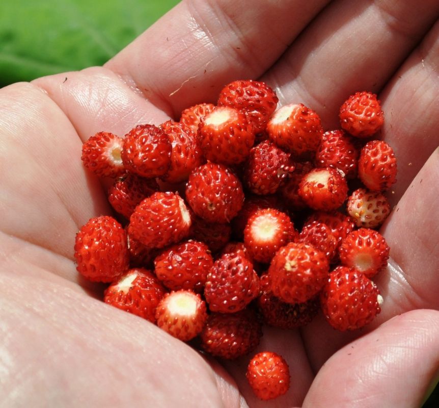 A deguster en descendant de la Bramanette