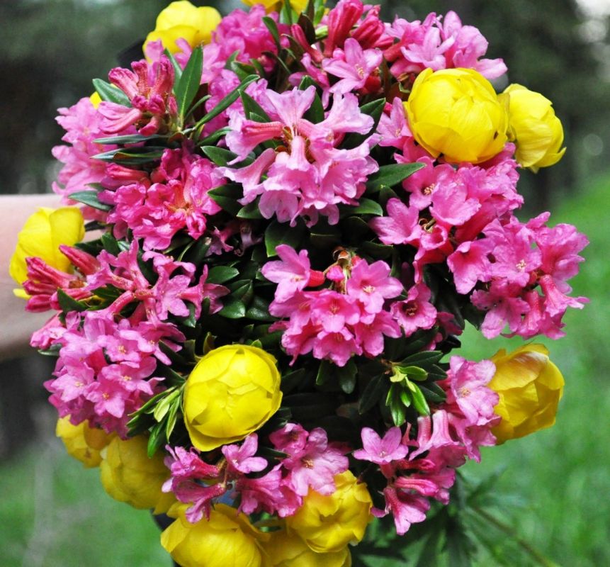 Plaisir des bouquets