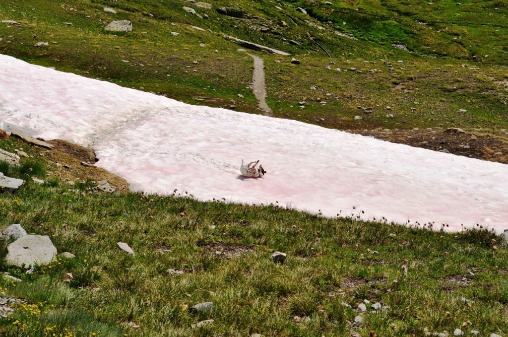 Glissades d'été
