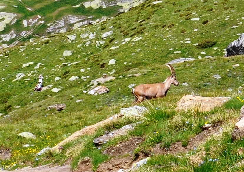 Bouquetin sur le sentier des Evettes