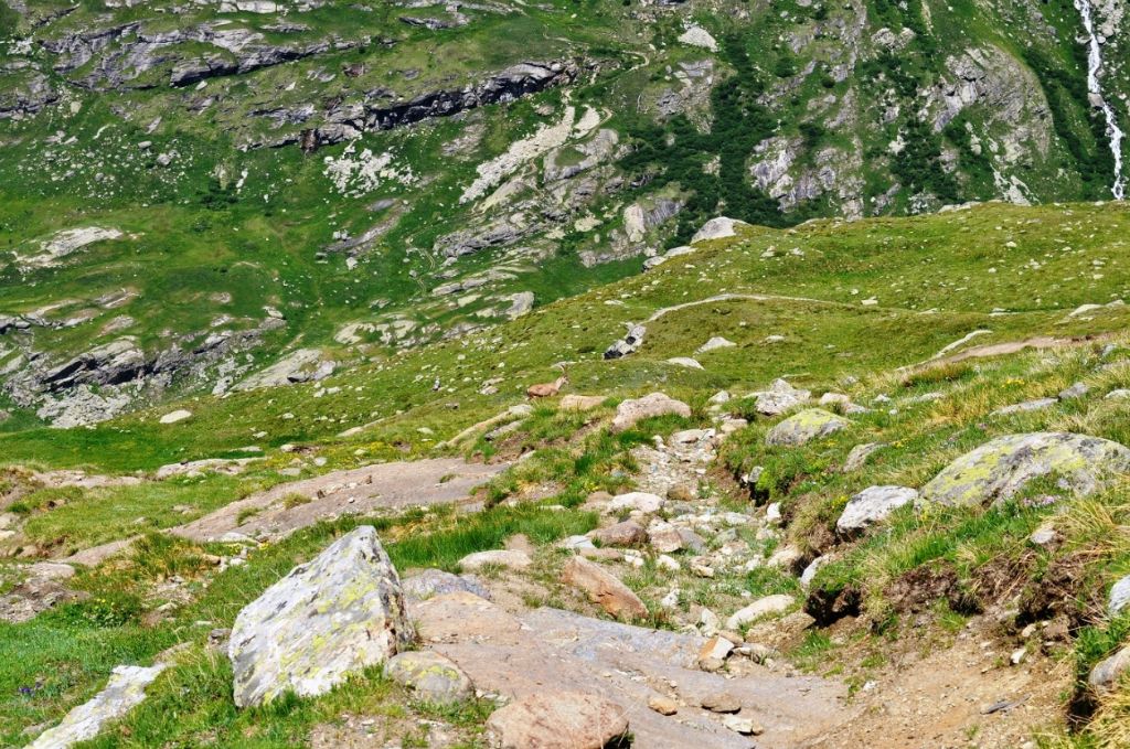 Bouquetin sur le sentier des Evettes